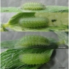 kret pylaon larva2 volg1